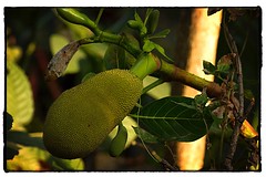 ‪Jackfruit. #photography #photooftheday #photoadaychallenge #project365 #canon7d #canon2470mm #jackfruit #kerala #india‬