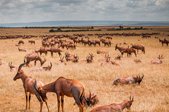 Topi, Maasai Mara