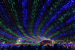 1215 Christmas light tunnel at Zilker park in Austin