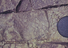 Lepidodendron? fossil in mudstone, Broken Dray, west of Springsure, QLD, 08/12/01