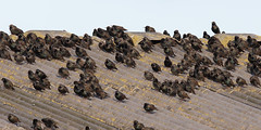 Starlings on the roof