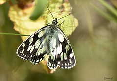 Marbled White  (Melanargia galathea) male