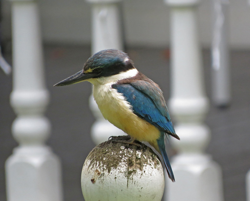 Sacred Kingfisher<br/>© <a href="https://flickr.com/people/7200693@N04" target="_blank" rel="nofollow">7200693@N04</a> (<a href="https://flickr.com/photo.gne?id=32055341397" target="_blank" rel="nofollow">Flickr</a>)