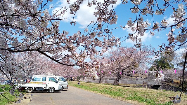 福岡堰の桜、まもなく満開。今日は風が冷た...
