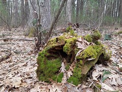 4-12-2019: Gathering moss. Concord, MA