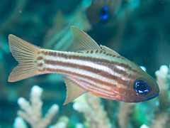 Splitband cardinalfish (Ostorhinchus compressus)