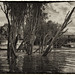 Echuca Steam Boats Moored Up Film Plate Style