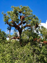 Tree above rainforest of Guatemala