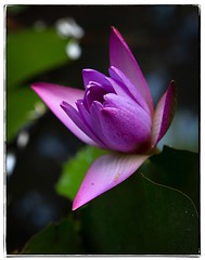 Waterlily. #photography #photooftheday #photoadaychallenge #project365 #canon7d #canon2470mm #flower #waterlily #kerala #india