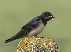 Juvenile Swallow (Barry's)