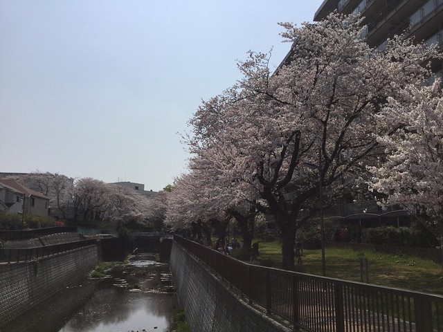 徒歩２分の石神井緑地の桜