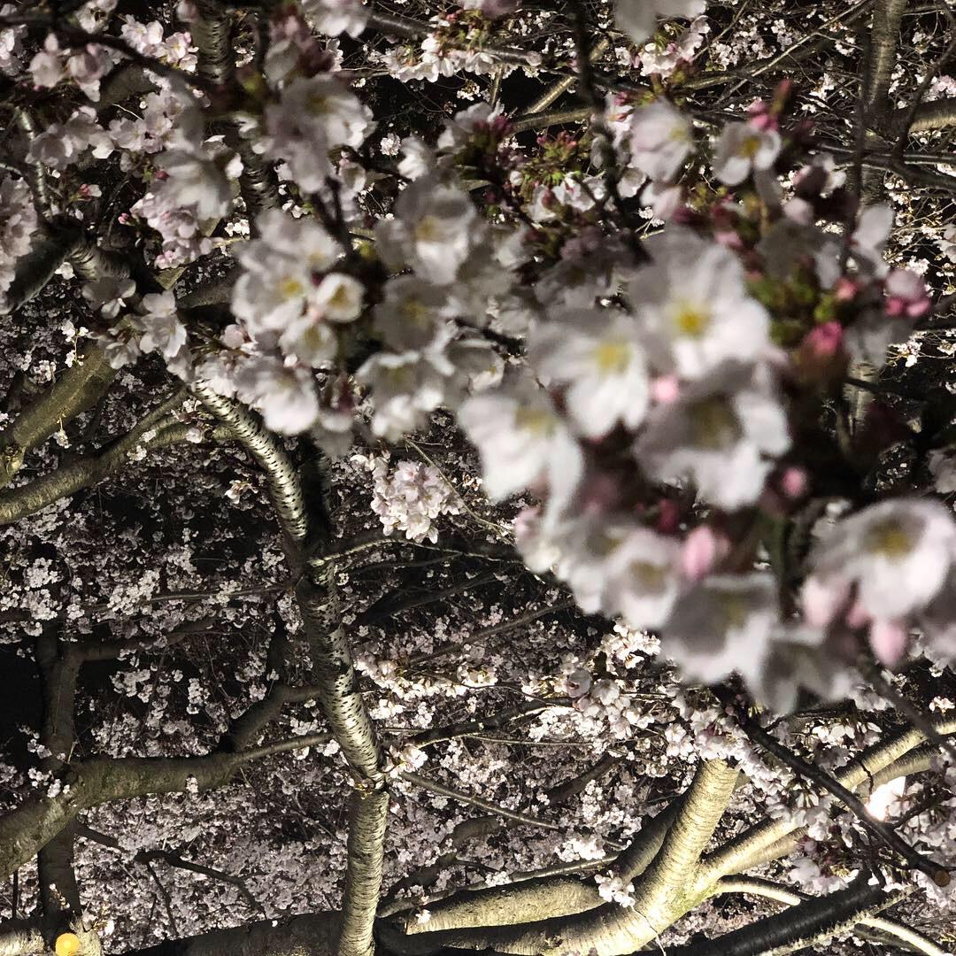 小金井公園の桜まつり、賑わってますねぇ?...