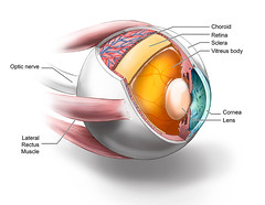 Anglų lietuvių žodynas. Žodis corneal transplant reiškia ragenos persodinimo lietuviškai.