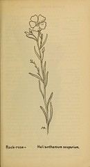 Anglų lietuvių žodynas. Žodis helianthemum scoparium reiškia <li>helianthemum scoparium</li> lietuviškai.