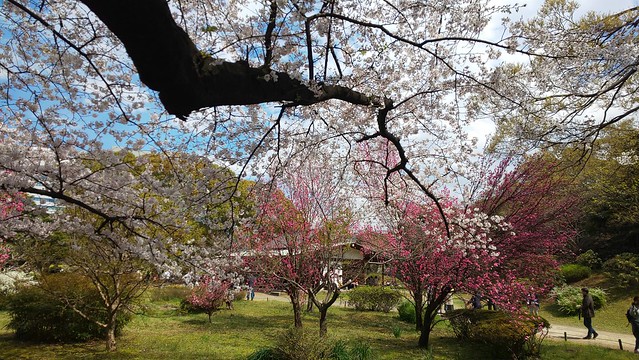 桜も桃の花も満開です。