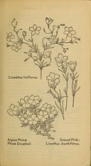 Anglų lietuvių žodynas. Žodis linanthus dianthiflorus reiškia <li>linanthus dianthiflorus</li> lietuviškai.