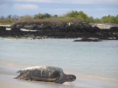 Galapagos IslandsTNW