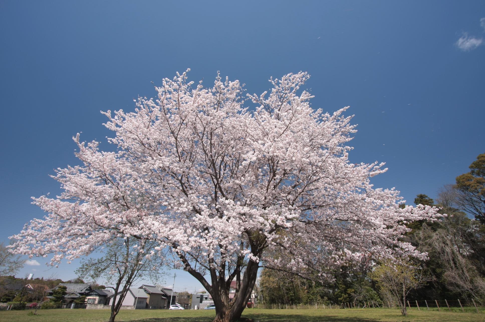 ソメイヨシノは散り始めました1、美田の桜...