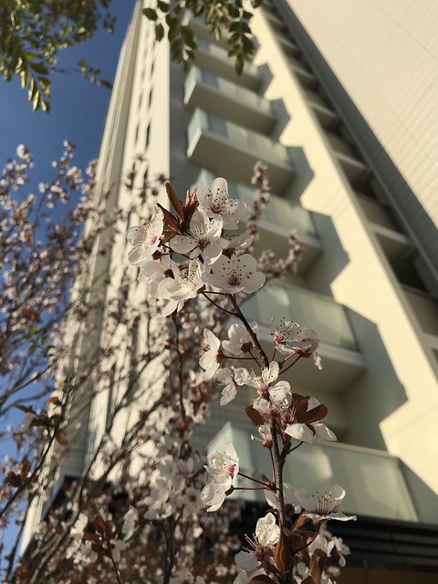桜も咲き始めましたね