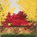 Ginko Gold/Ruby Red 30" x 40" n/a