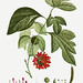 Red Paper Mullberry flower