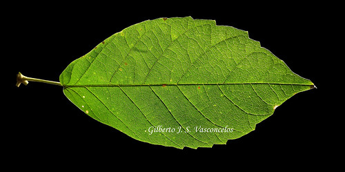 Folha do Ipê amarelo - Handroanthus chrysotrichus (Mart. ex DC.) Mattos - a  photo on Flickriver