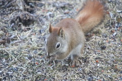 281/365/3933 (March 19, 2019) - Red Squirrel at the Birdfeeders (Saline, Michigan) - March 18th & 19th, 2019