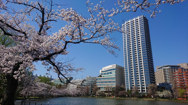 今日は快晴。風が強く、桜は散り始めました...