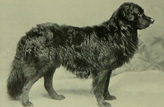Anglų lietuvių žodynas. Žodis newfoundland dog reiškia niufaundlandas šuo lietuviškai.
