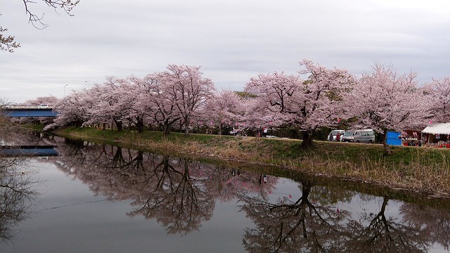 今日の福岡堰の桜です。週末には葉桜になっ...