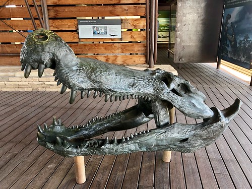Deinosuchus Head at Fossil Discovery Exhibit
