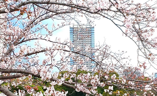桜満開とマンション、いいね。