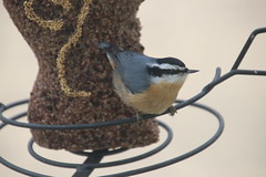 244/365/3896 (February 10, 2019) - Red-breasted Nuthatches at my Bird Feeders (Saline Michigan) - February 10th, 2019