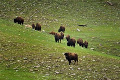 A Herd of Bison on a Hillside in Custer State Park