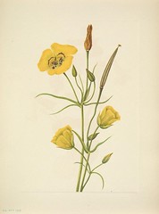 Anglų lietuvių žodynas. Žodis mariposa tulip reiškia mariposa tulpių lietuviškai.