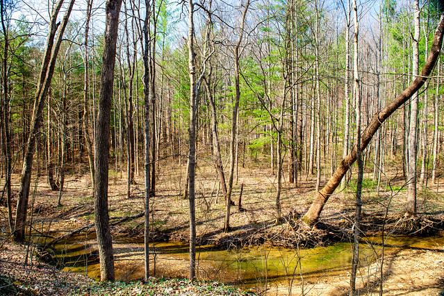 Hoosier National Forest - Knobstone Trail - April 10, 2019
