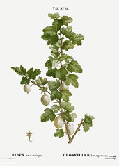 Gooseberry (Ribes uva-crispa) illustration from Traité des Arbr
