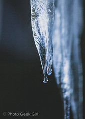 Project 365/Day 44: Weeping Icicle