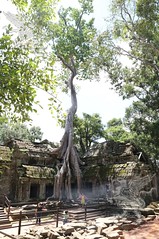 Angkor_Ta Prohm_2014_20