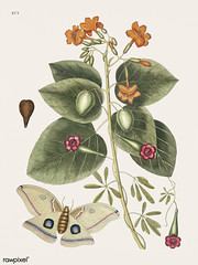 Great Moth (Phalæna ingens) from The natural history of Carolina, Florida, and the Bahama Islands (1754) by Mark Catesby (1683-1749).