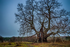 Lime Tree - Speck, Mecklenburg-Vorpommern