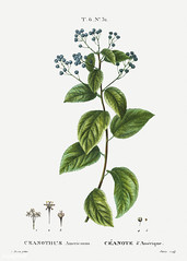 New Jersey tea (Ceanothus americanus) illustration from Traité