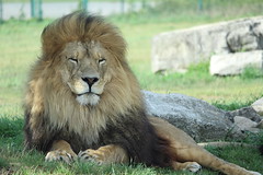 African Lion Safari  - 116