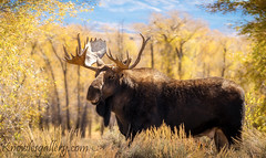 Bull moose Teton Valley in the Fall