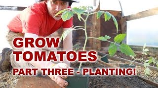 How to Grow Tomatoes – Planting in a Hoophouse