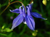 20100513 083 1301 Jakobus Akelai Blume blau_K