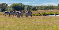 Spotted Hyena vs Grant's Zebra, Maasai Mara