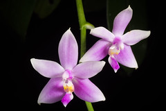 [Kepulauan Mentawai, Indonesia] Phalaenopsis mentawaiensis ‘#1' O.Gruss, Orchidee (Hamburg) 65: 238 (2014)