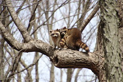 305/365/3957 (April 12, 2019) - Raccoons at Maybury State Park (Northville, Michigan) - Friday April 12th, 2019