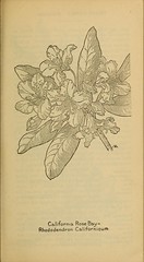 Anglų lietuvių žodynas. Žodis rhododendron californicum reiškia <li>rhododendron californicum</li> lietuviškai.